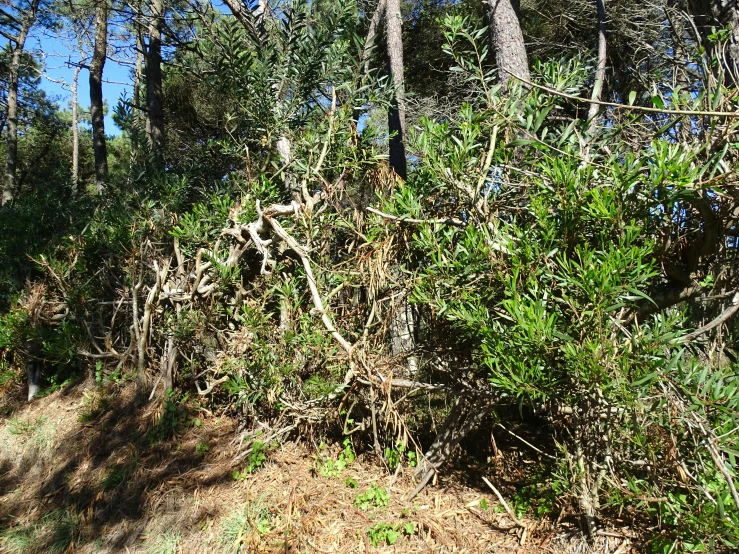 a tree leaning on top of a hill by a road