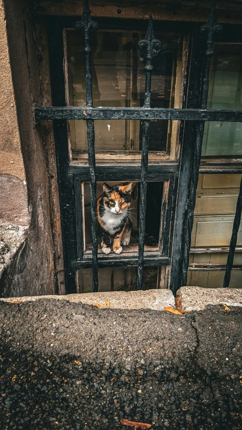 the cat is behind bars on the building