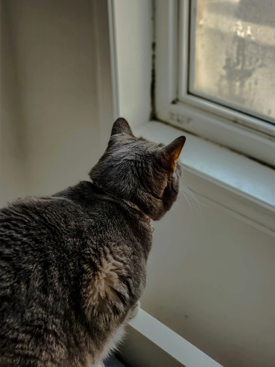 a small cat standing next to a window sill