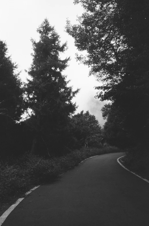 road in the woods with trees and grass around it