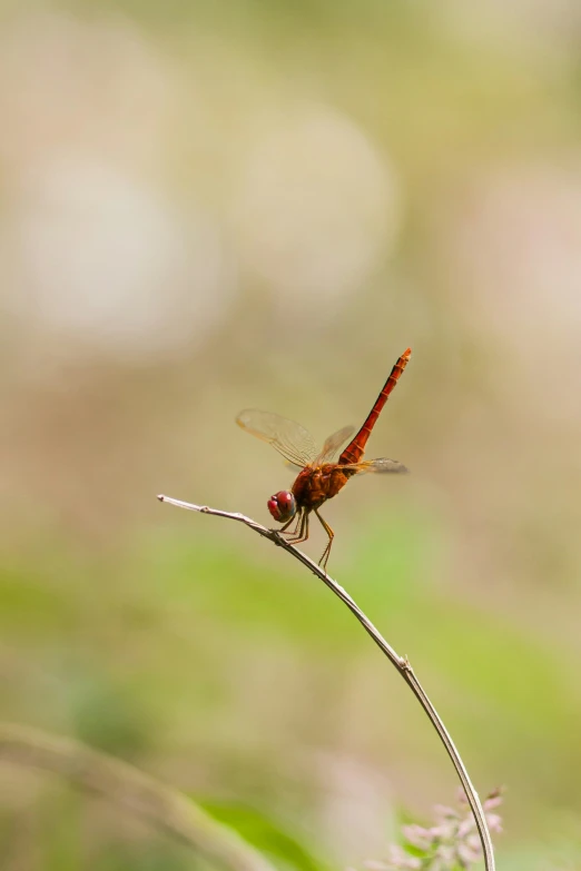 a red dragon flys on top of a plant