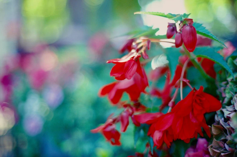 small red flowers are growing next to some vegetation