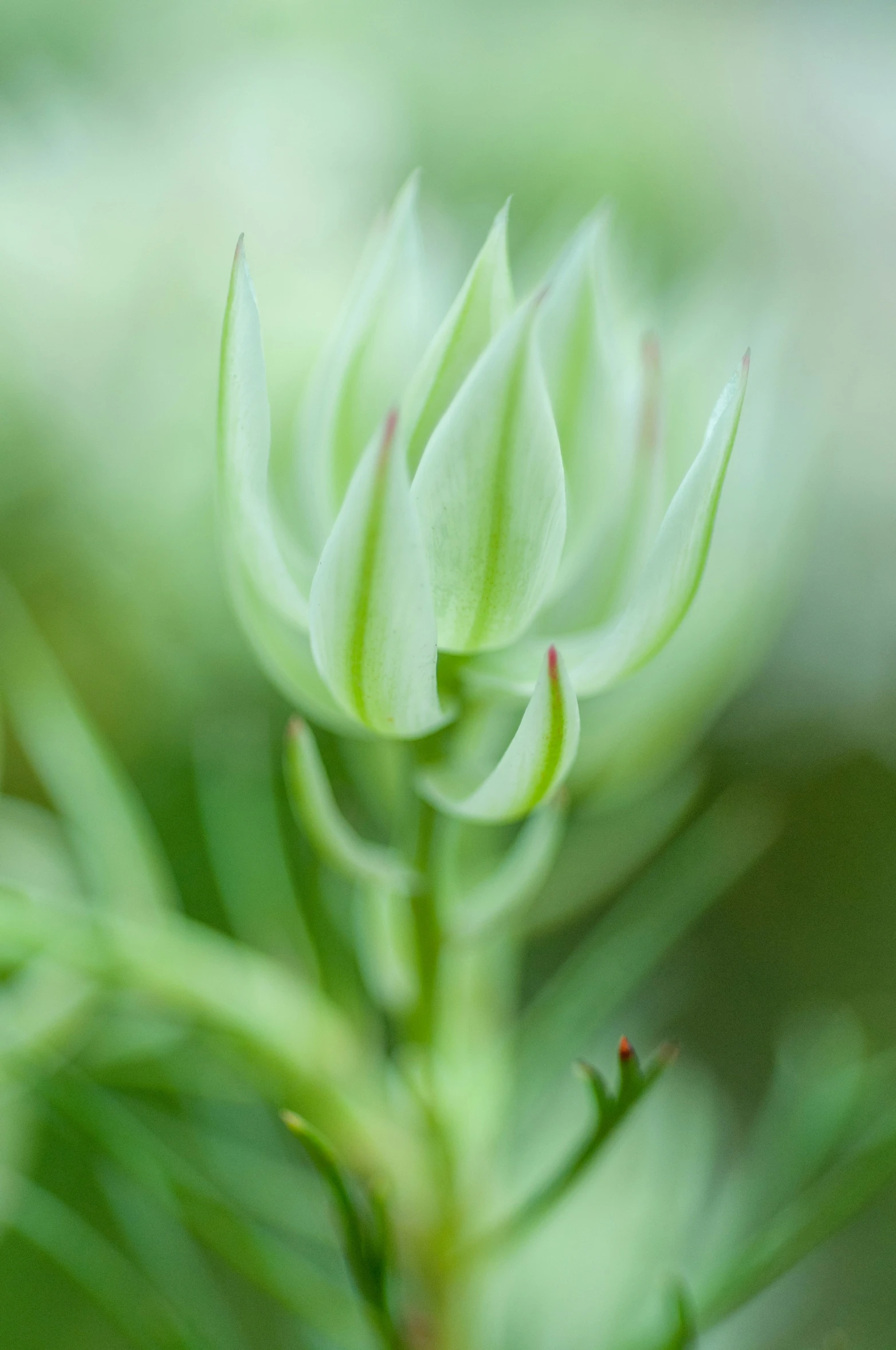 a small plant that is next to the grass