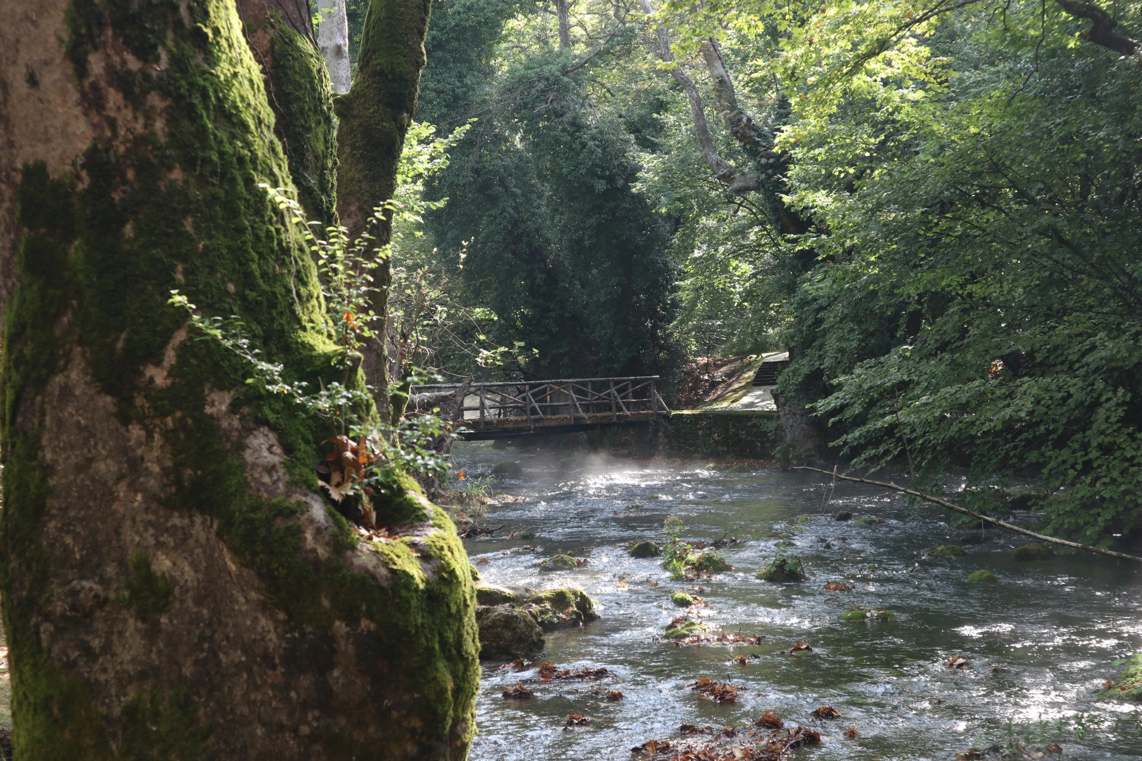 water running through a forest filled with lots of trees