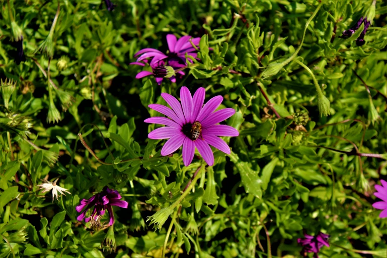 a bunch of purple flowers blooming on top of grass