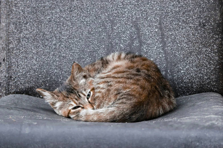 a cat is sleeping on top of the couch