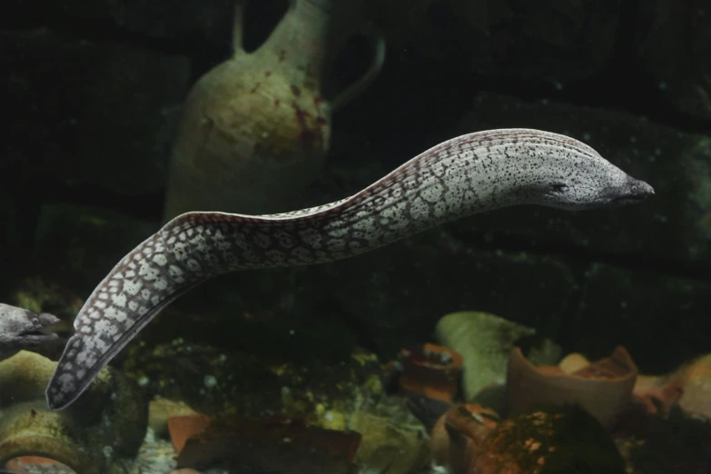 a sea horse swimming under a rock in a reef