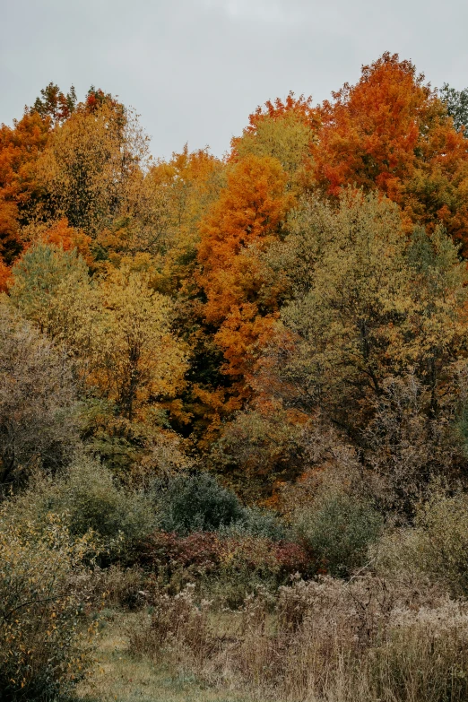 many trees that are on the ground in the forest