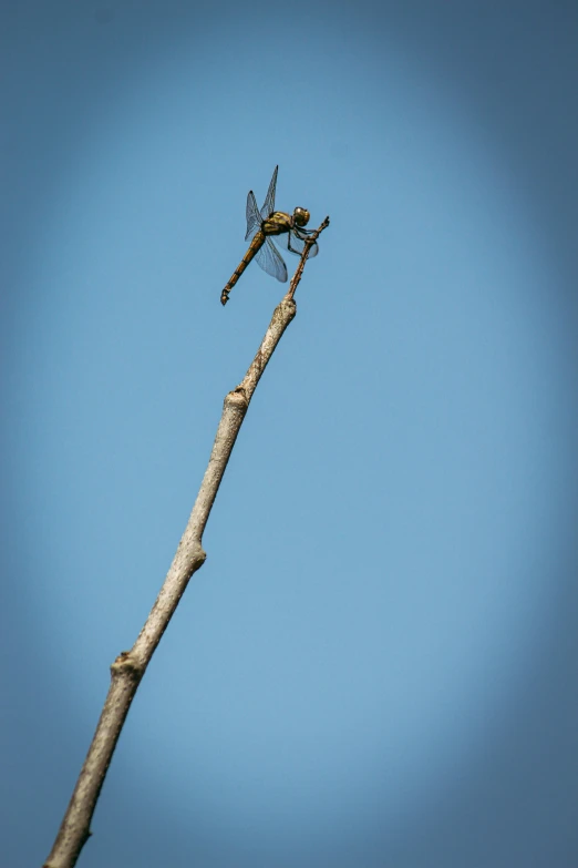 a tree with a small nch with a dragon flying on it