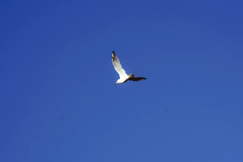 a bird that is flying in the air