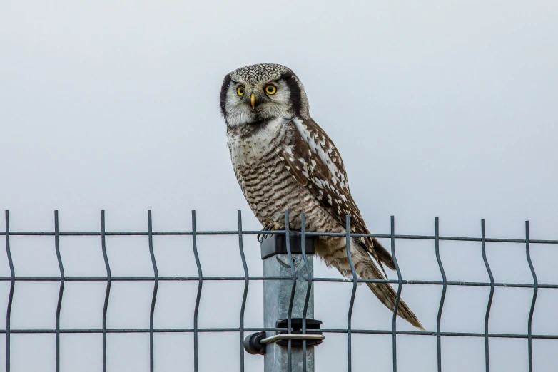 a owl on a wire fence staring ahead