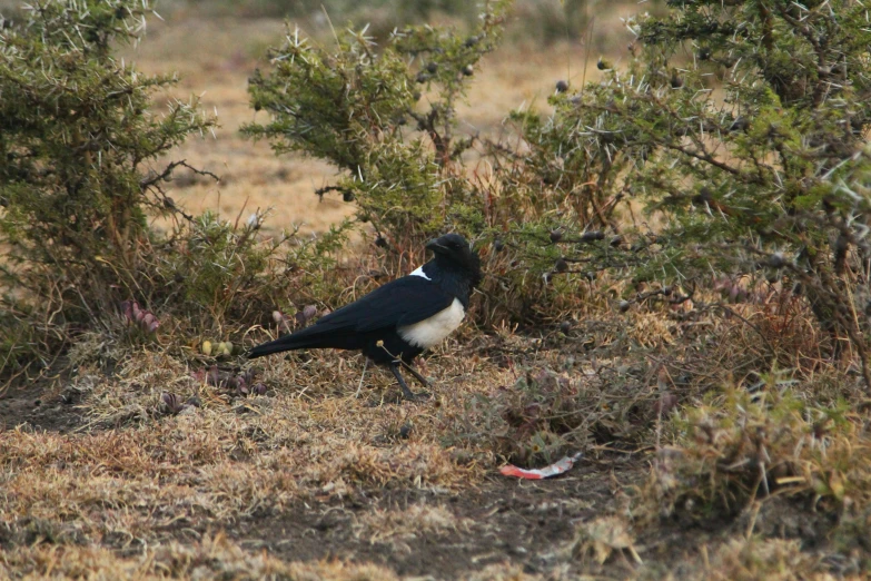 a black and white bird is standing in front of a bush