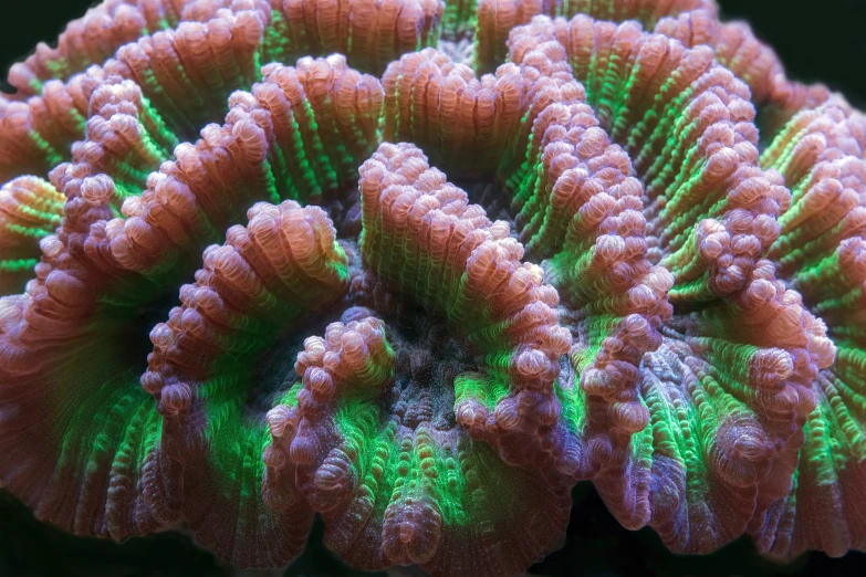 this coral has very colorful green and purple petals