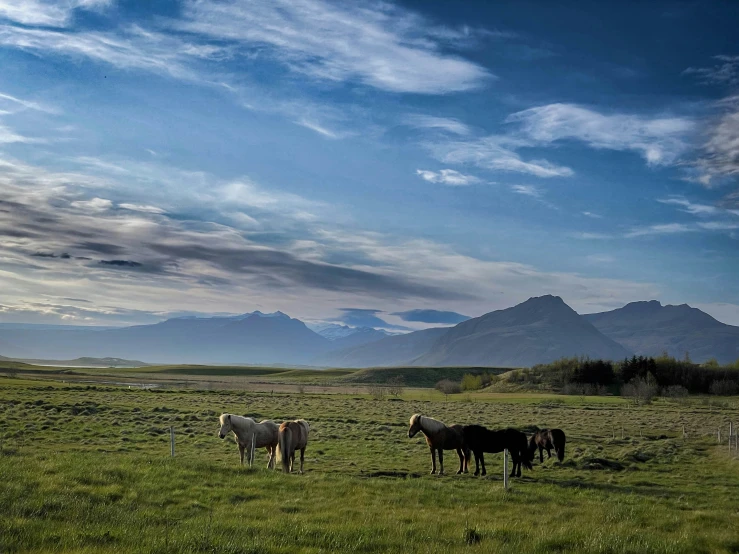 several horses are standing in the field eating