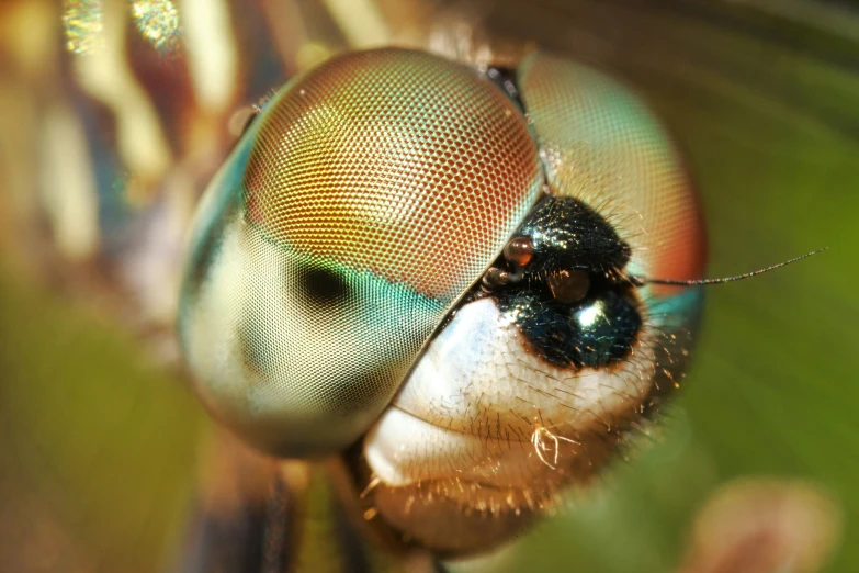 a closeup of the eye of a fly