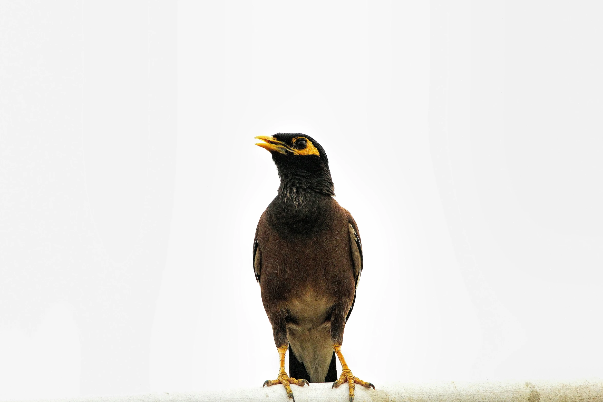 the bird is perched and alone against the clear sky