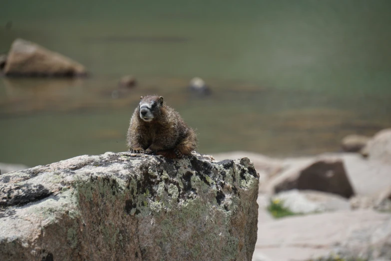 a small furry animal is sitting on a large rock