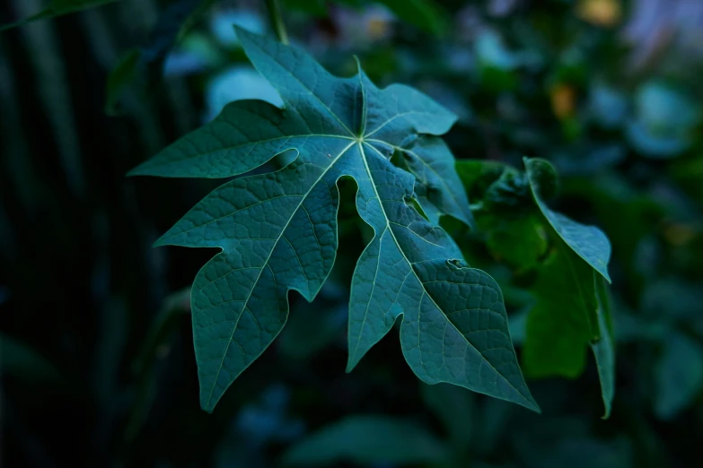 the green leaves are all hanging from the nch