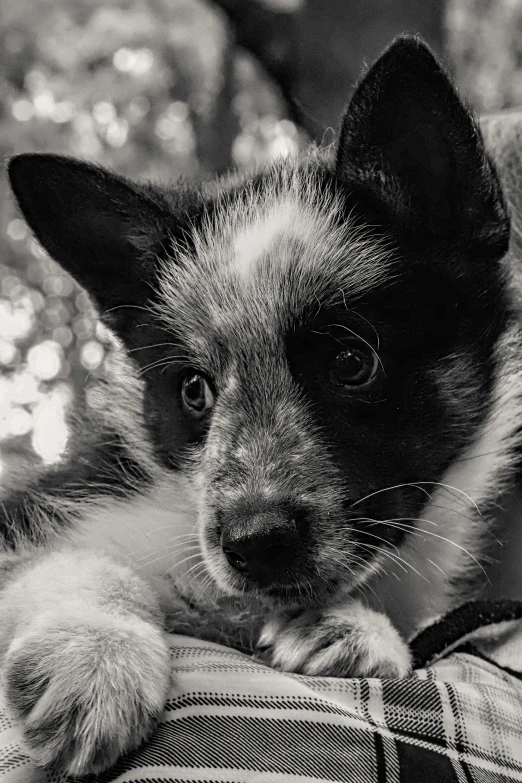 a small black and white dog laying on its owner's shoulder