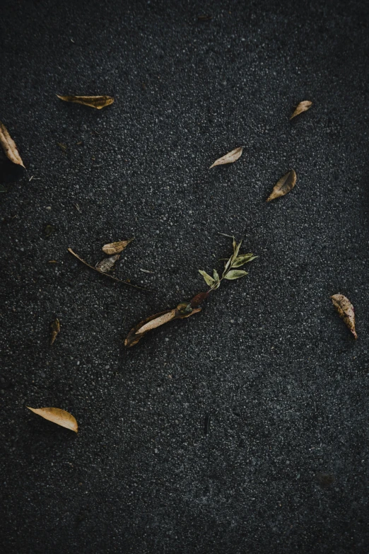 a black background with some little yellow leaves on the ground