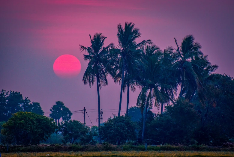 the sun is rising behind some palm trees