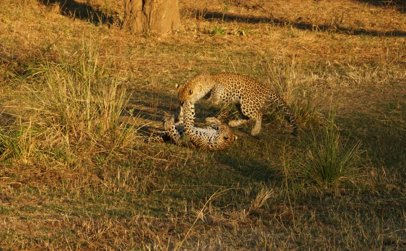 a cheetah stands around in tall brown grass