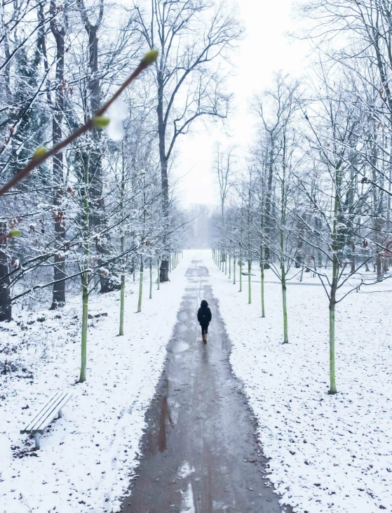 a small black dog walking down a snowy road