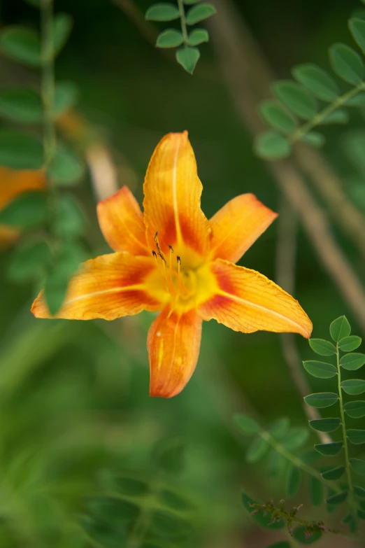 an orange flower with yellow center and a green leaf in the background