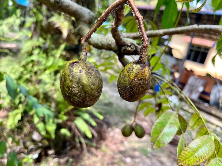 a close up of an apple hanging from a tree