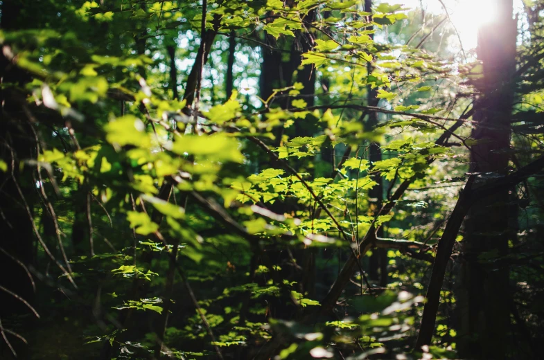 a forest area filled with lots of green plants