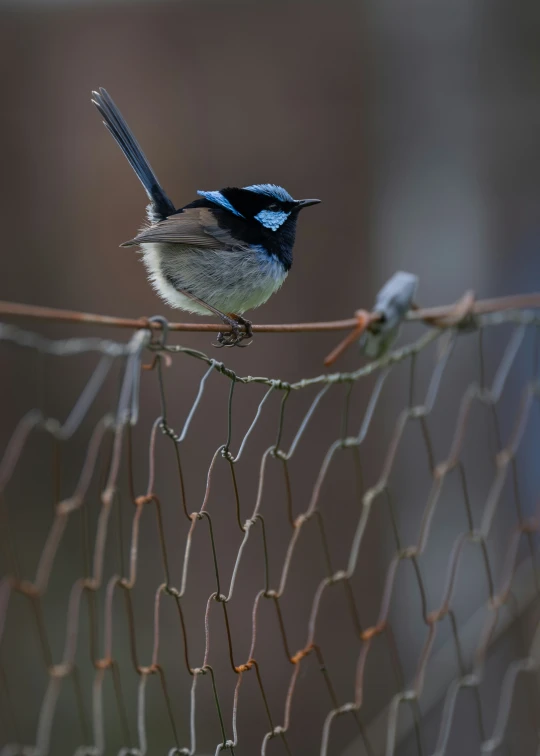 a small bird perched on the side of a wire fence