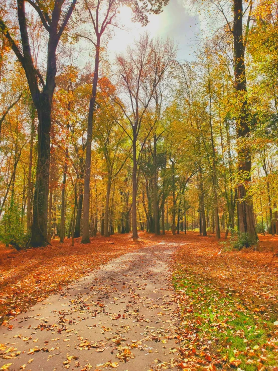 leaves are covering the ground in front of an empty path through a forest