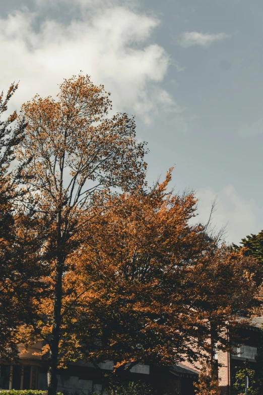 trees with orange leaves and brown building in background