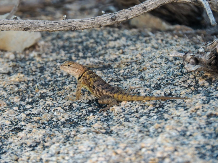 a small brown lizard walking in some rocks