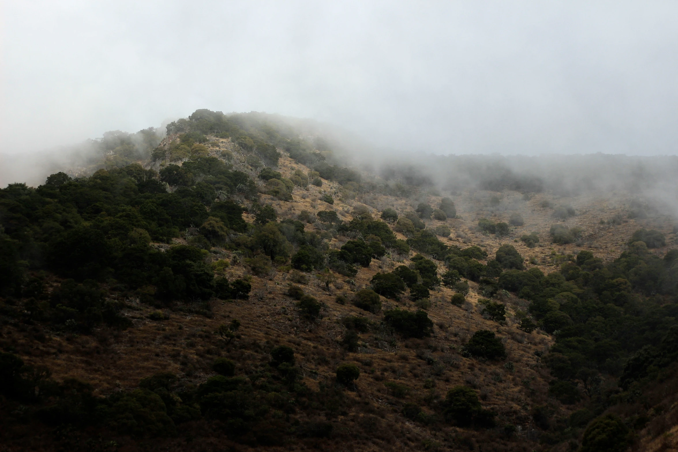 the hillside appears to be covered in cloud