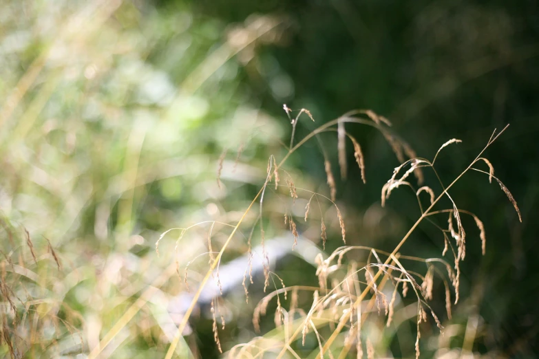 tall weeds growing in the woods near the fence