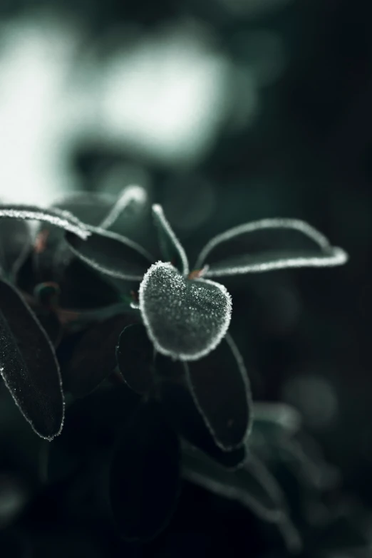 an image of a black and white flower