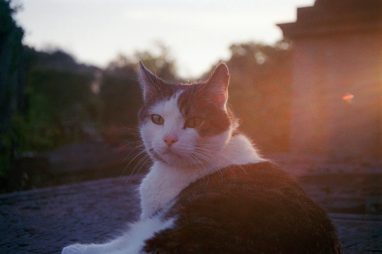 cat sitting on concrete in sunset outside building