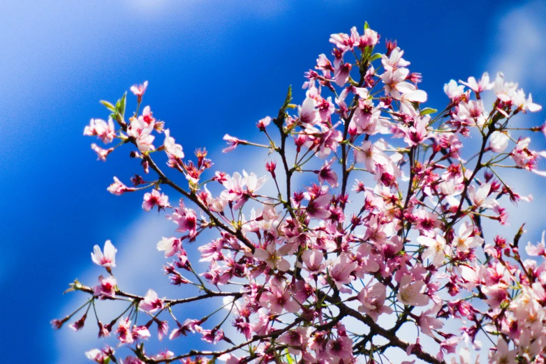 a tree with flowers with some clouds in the background