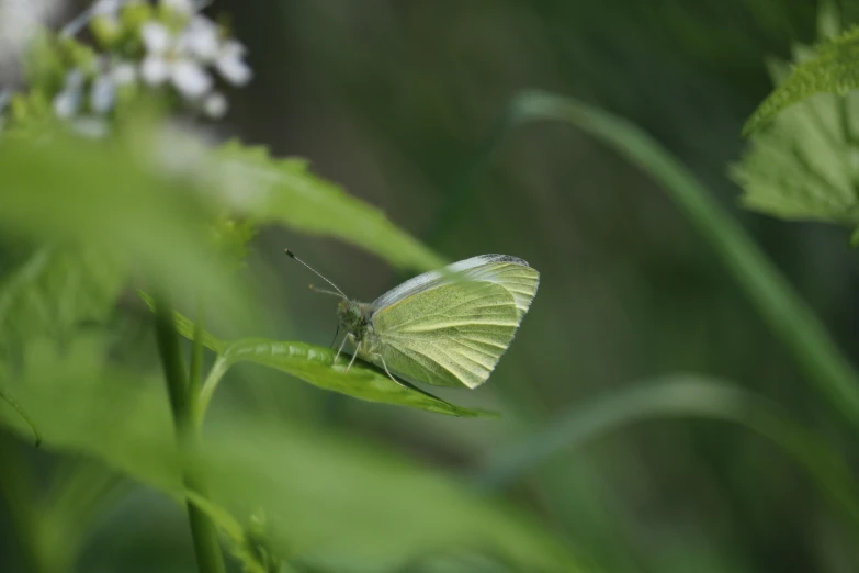 a small yellow erfly is standing on a green leaf