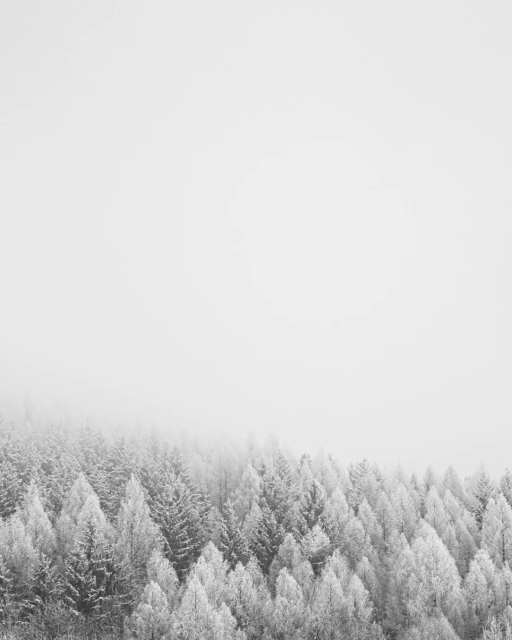 snow covered trees in a foggy forest