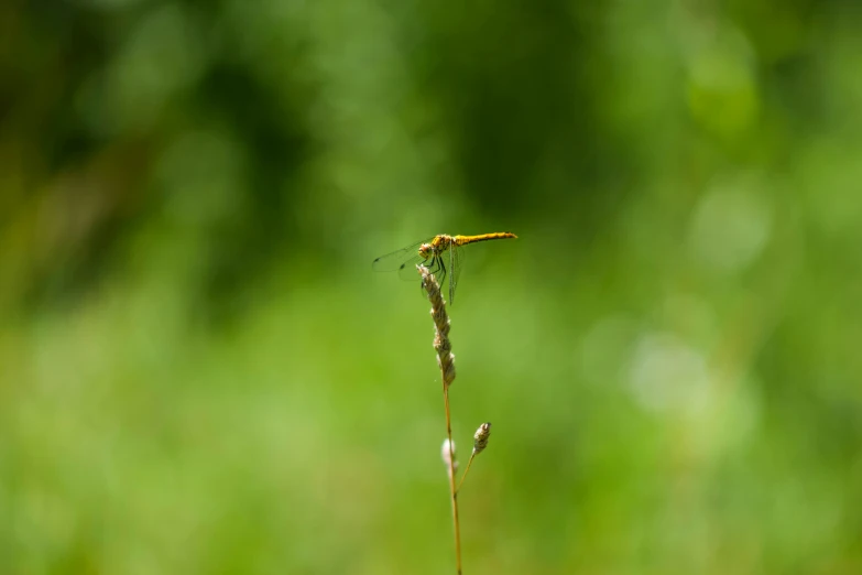 a insect is perched on the flower stem