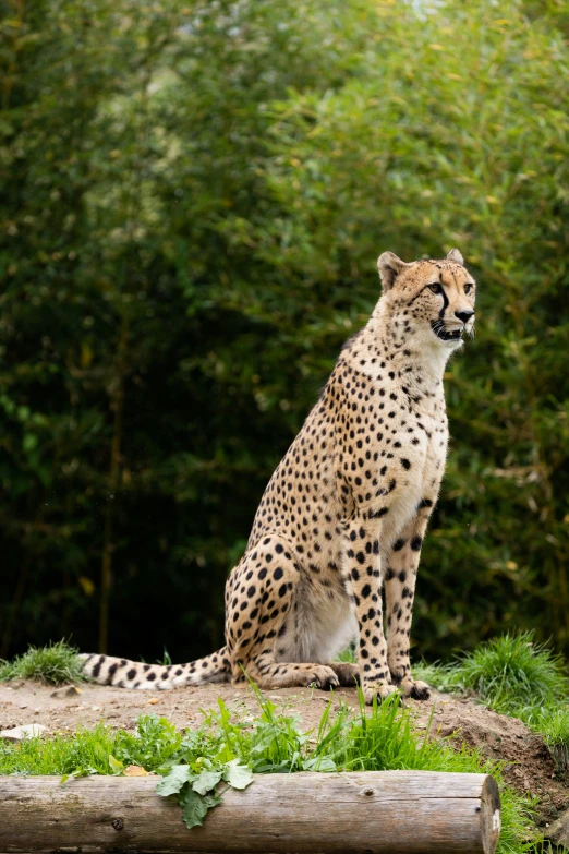 a cheetah sitting on a fallen log in front of green trees