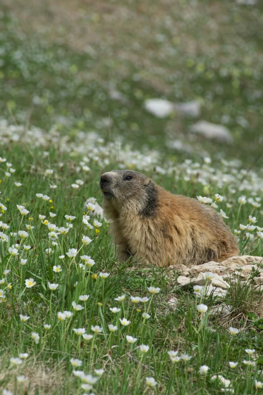 a groundhog sitting in a field of grass and flowers