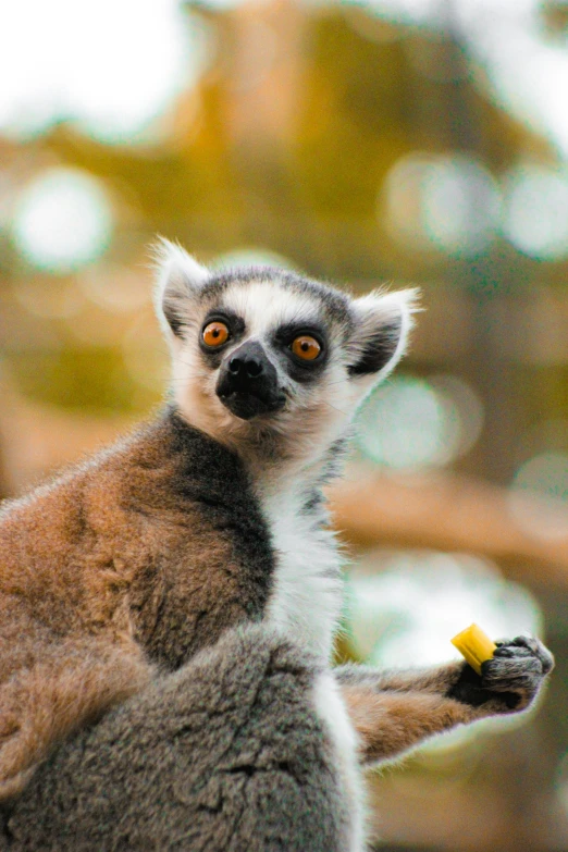 a small lemur eating soing on the tree