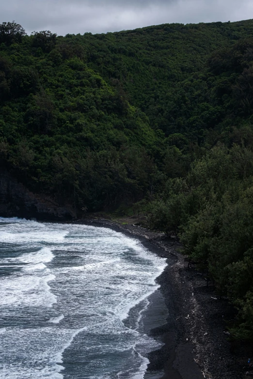 a view of a wet and rocky shore next to a forest area