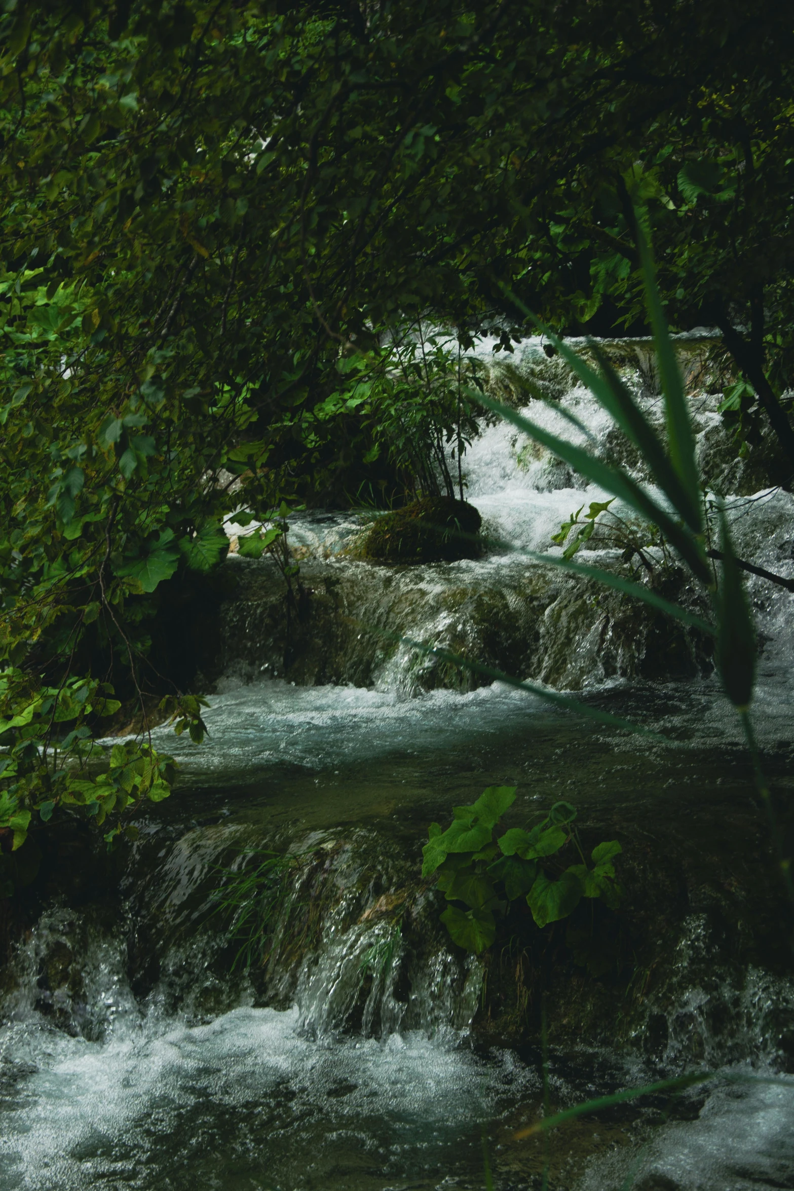 a small stream of water in the middle of trees