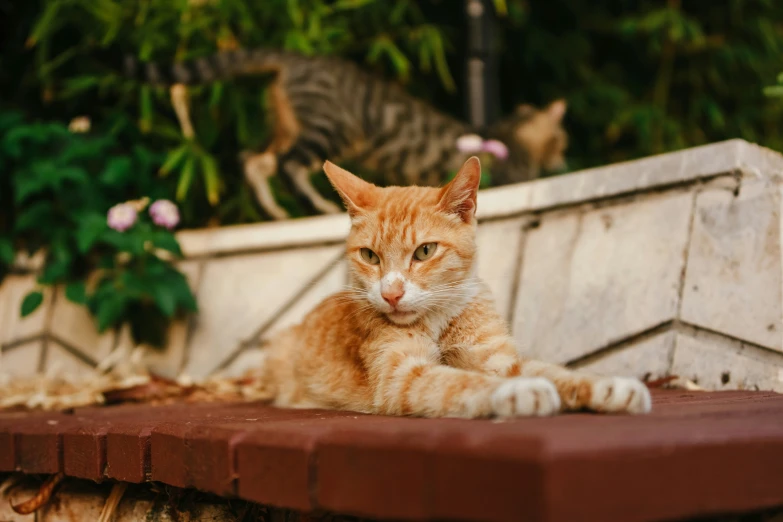 a cat laying down near another cat behind a fence