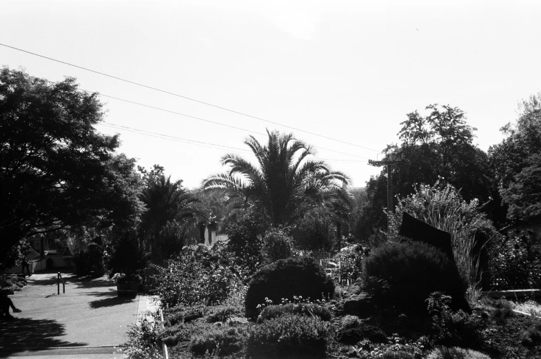 the black and white image shows many different trees