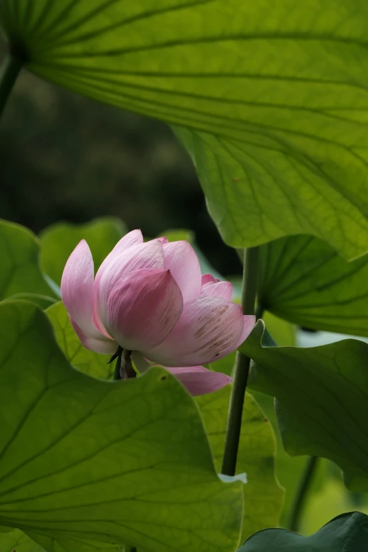 pink flower on the stem and large green leaves